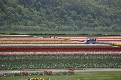 2014.5上湧別チューリップ