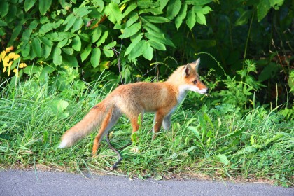 上川キツネ