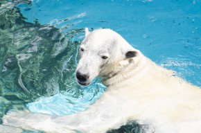 旭川市旭山動物園