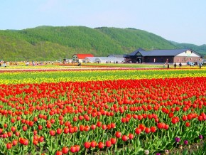 上湧別チューリップ公園