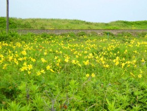 小清水原生花園