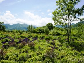 十勝千年の森