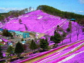 東藻琴芝桜公園